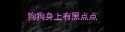 狗狗身上有黑点点