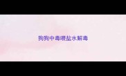 狗狗中毒喂盐水解毒