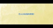 怎么训练猫咪跟随