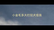 小金毛多大打狂犬疫苗