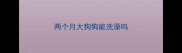 两个月大狗狗能洗澡吗