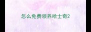 怎么免费领养哈士奇