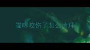 猫咪咬伤了怎么清理