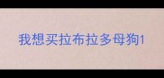 我想买拉布拉多母狗