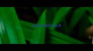 30天拉布拉多怎么养