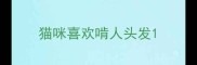 猫咪喜欢啃人头发