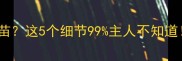 德牧每年必打疫苗这5个细节99主人不知道附疫苗时间表