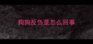 狗狗反刍是怎么回事