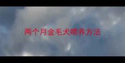 两个月金毛犬喂养方法