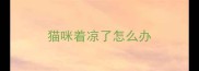 猫咪着凉了怎么办