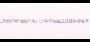 如何纠正狗狗不听话的行为5个科学训练法让爱犬秒变乖巧伙伴