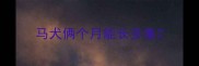 马犬俩个月能长多重