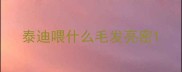 泰迪喂什么毛发亮密