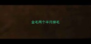 金毛两个半月掉毛