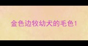 金色边牧幼犬的毛色