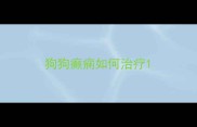 狗狗癫痫如何治疗
