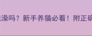 一个月大的猫咪可以洗澡吗新手养猫必看附正确洗澡步骤和注意事项