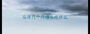斗牛几个月爆头吃什么