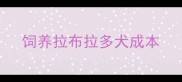 饲养拉布拉多犬成本