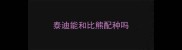 泰迪能和比熊配种吗