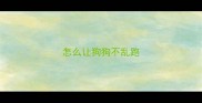 怎么让狗狗不乱跑