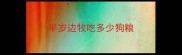 半岁边牧吃多少狗粮