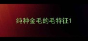 纯种金毛的毛特征