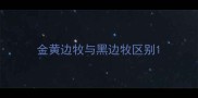 金黄边牧与黑边牧区别