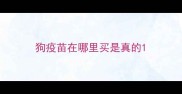 狗疫苗在哪里买是真的