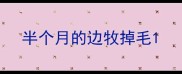 半个月的边牧掉毛