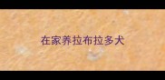 在家养拉布拉多犬