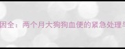 幼犬便血原因全两个月大狗狗血便的紧急处理与预防指南