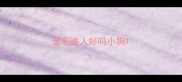 金毛送人好吗小狗