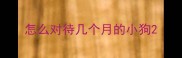 怎么对待几个月的小狗