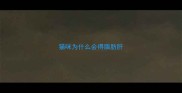 猫咪为什么会得脂肪肝
