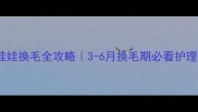 吉娃娃换毛全攻略3-6月换毛期必看护理指南