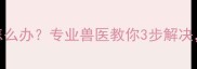 狗狗皮肤病掉毛怎么办专业兽医教你3步解决附详细护理指南