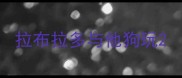 拉布拉多与他狗玩