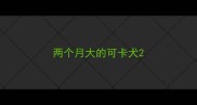 两个月大的可卡犬