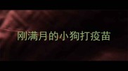 刚满月的小狗打疫苗