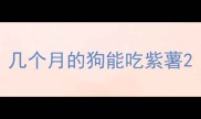 几个月的狗能吃紫薯