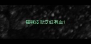 猫咪皮炎泛红有血
