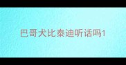 巴哥犬比泰迪听话吗