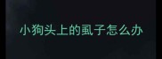小狗头上的虱子怎么办