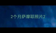 2个月萨摩耶照片