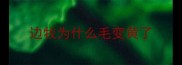 边牧为什么毛变黄了