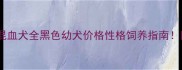 拉布拉多金毛混血犬全黑色幼犬价格性格饲养指南附最新血统标准