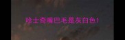 哈士奇嘴巴毛是灰白色
