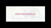 狗狗打完疫苗便便有血丝