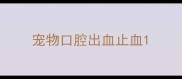 宠物口腔出血止血